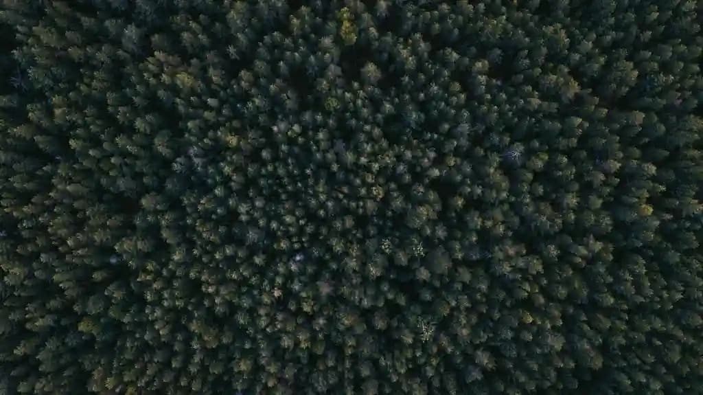 Drone LiDAR terbang di atas hutan lebat untuk pemetaan